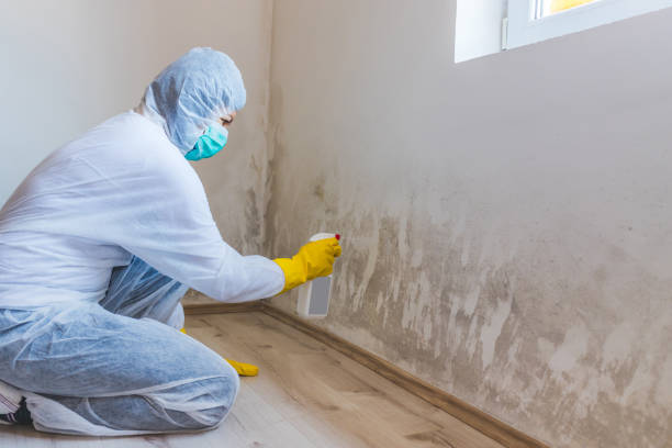 Licensed Attic Mold Removal service in Youngsville, PA - WQB Mold Removal